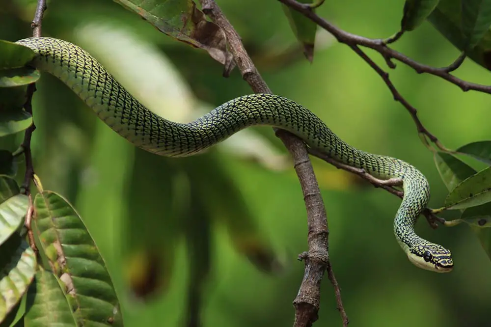 Close up of a golden tree snake or ornate flying snake