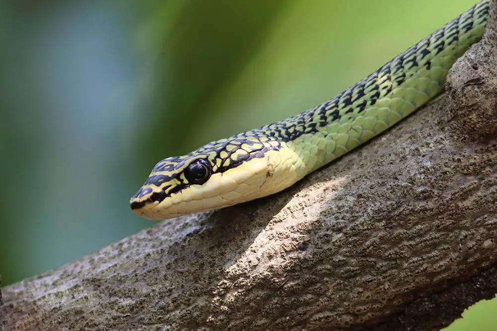 Golden tree snake or ornate flying snake