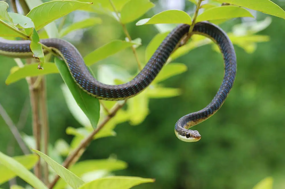 Common bronzeback