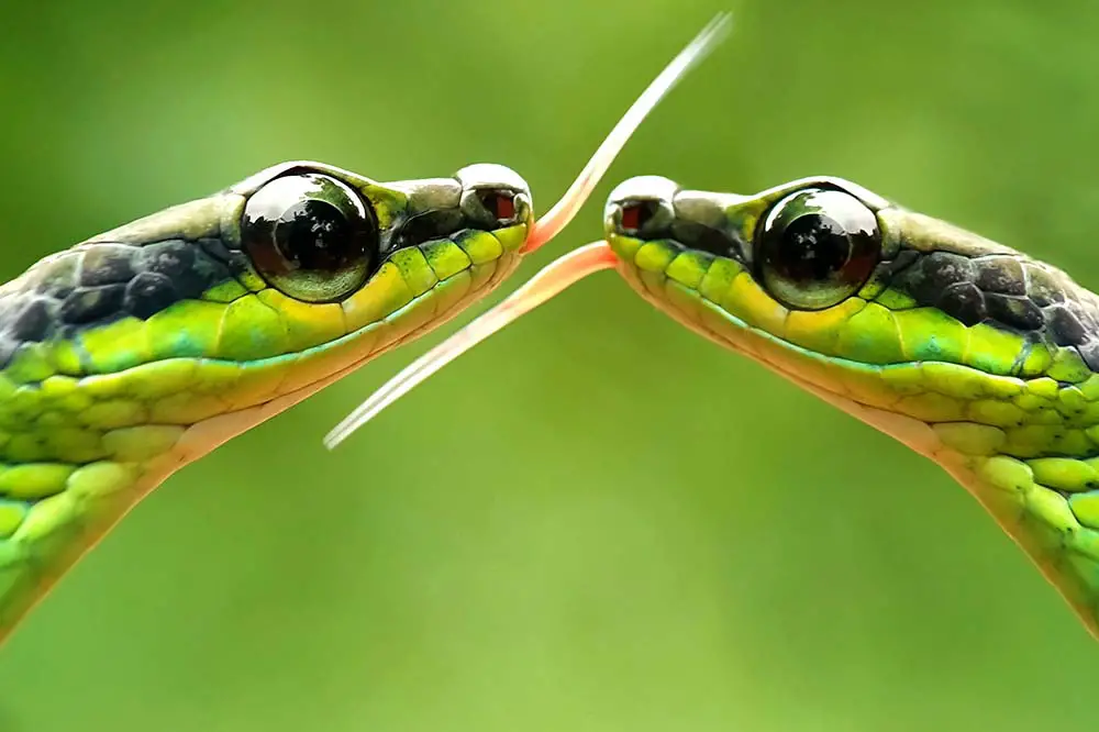 Beautiful bronzeback tree snake