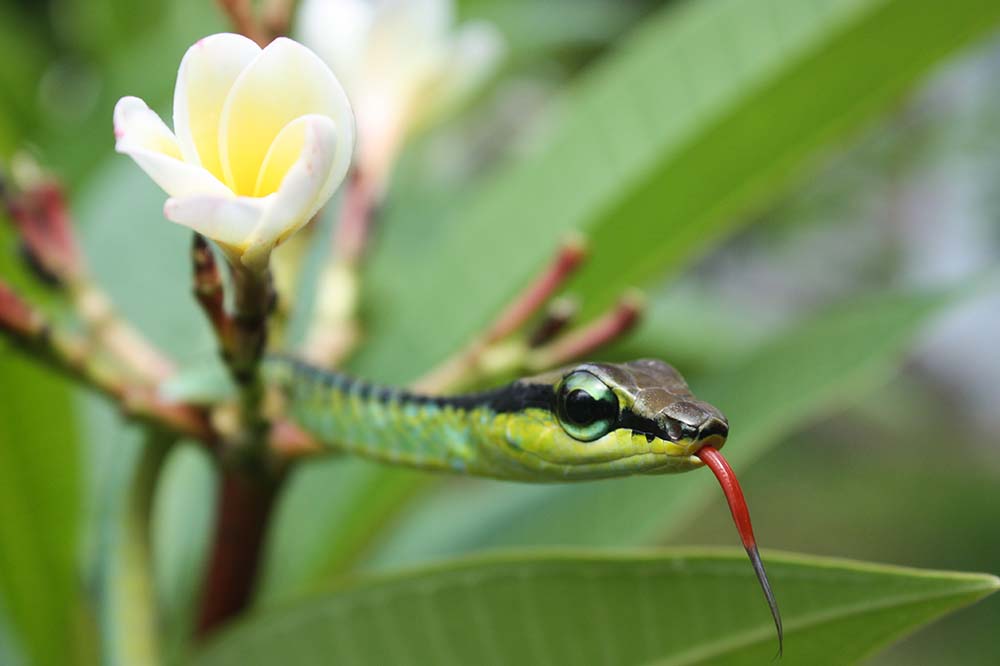 Beautiful bronzeback tree snake on a flower