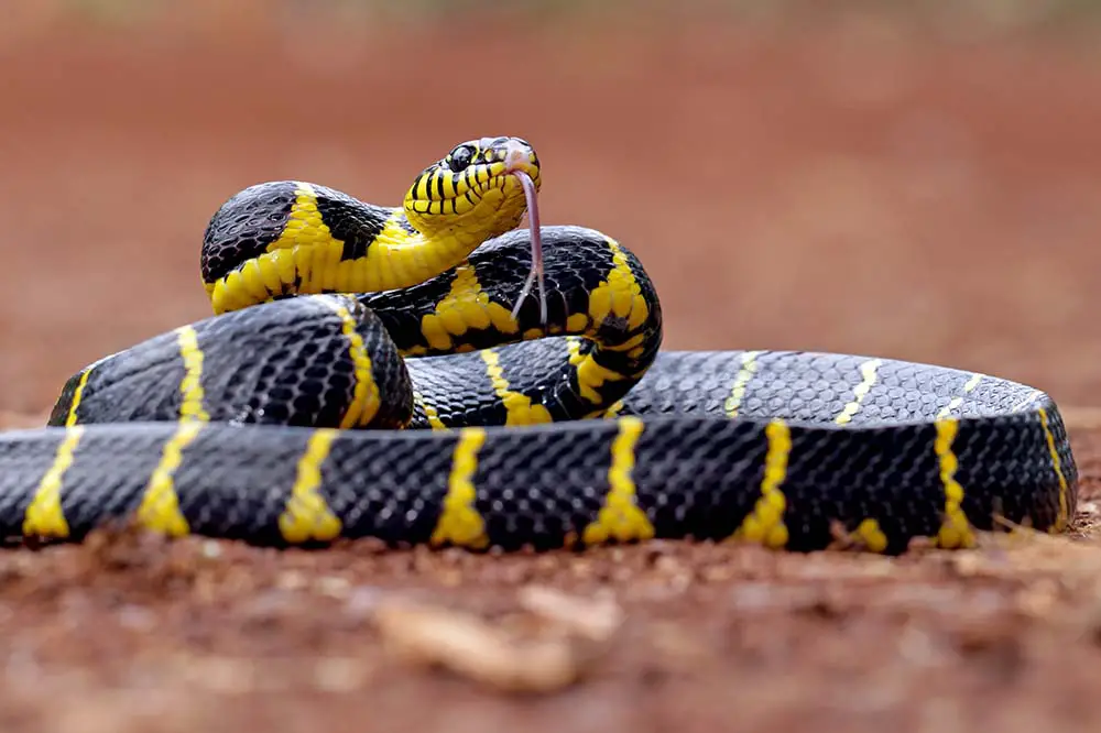 A yellow and black boiga