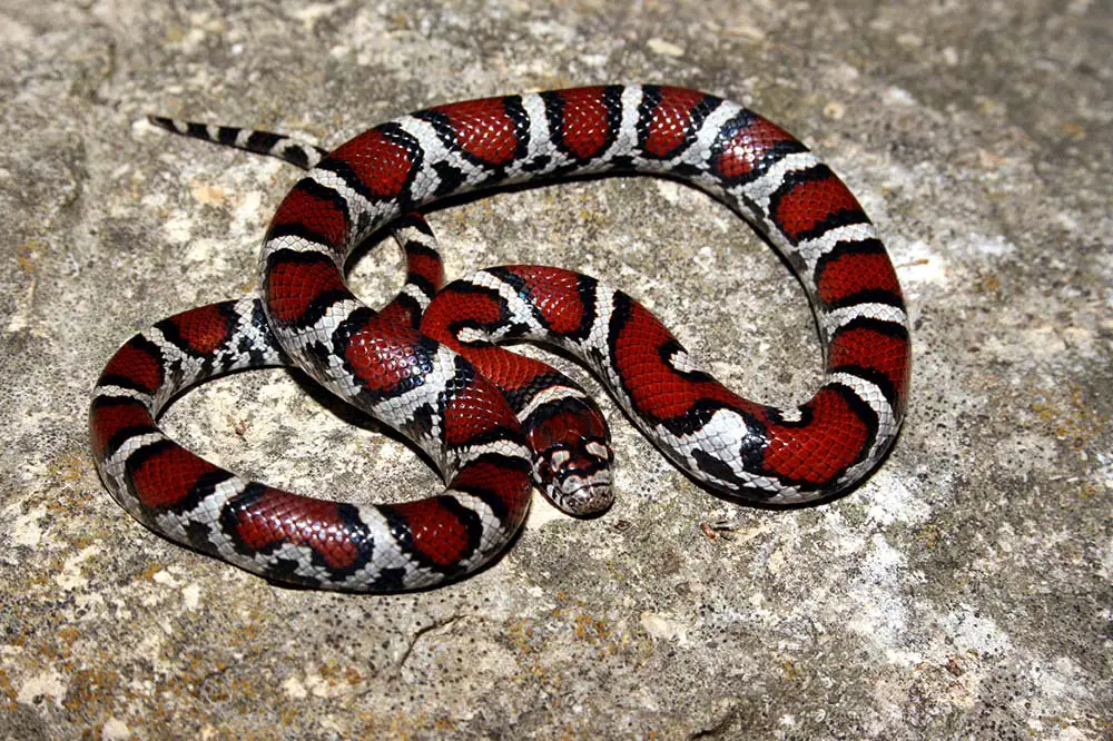 A coiled up red milk snake