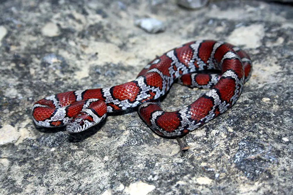 Red milk snake