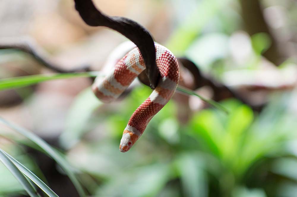 Albino tangerine Honduran milk snake