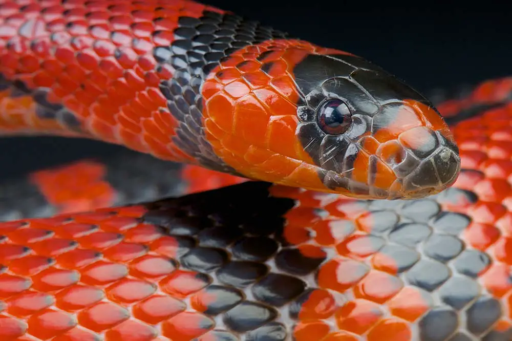 Honduran milk snake