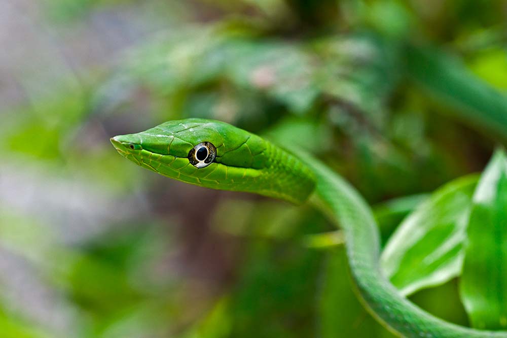 Green vine snake