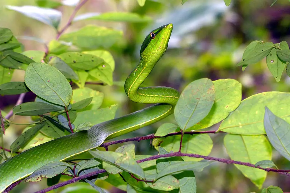 Oxybelis fulgidus commonly known as the green vine snake