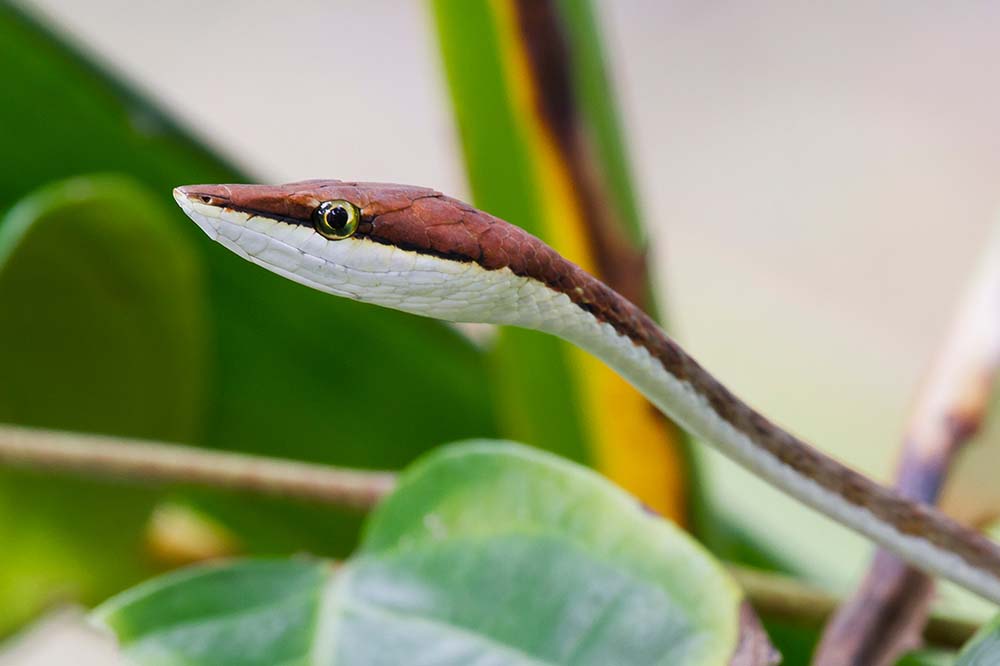 A brown vine snake up close in Tortuguero National Park, Costa Rica