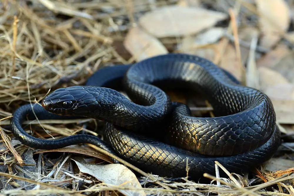 A coiled up eastern indigo snake