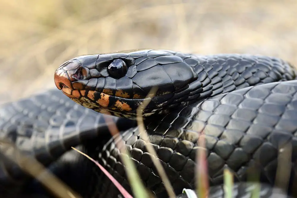 Eastern indigo snake