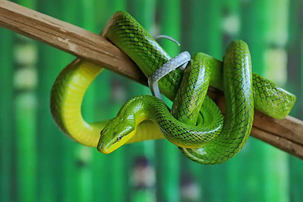 A green rat snake