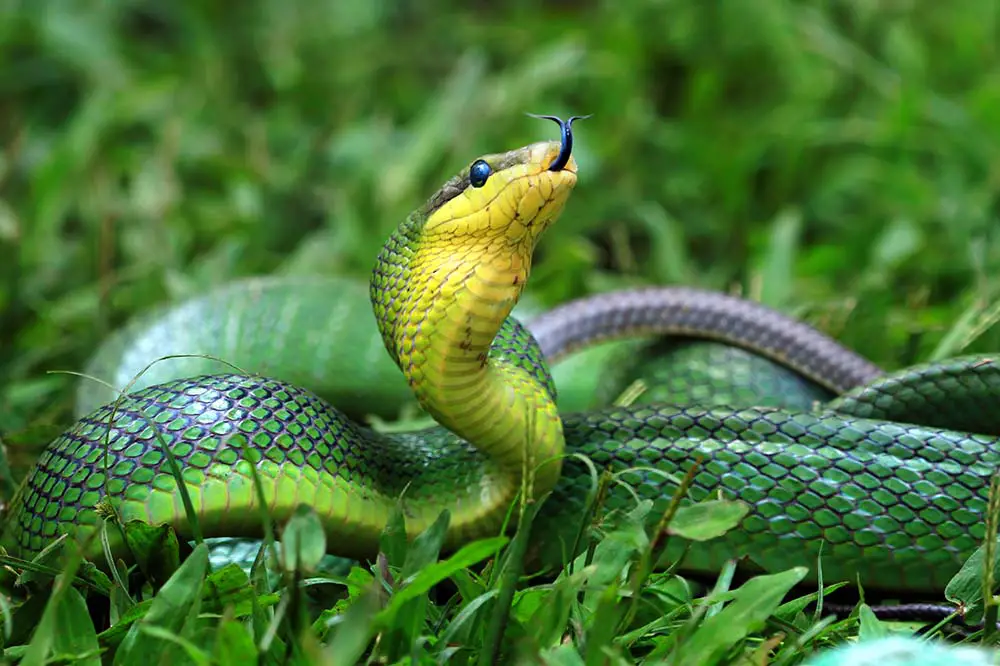 Green gonyosoma snake