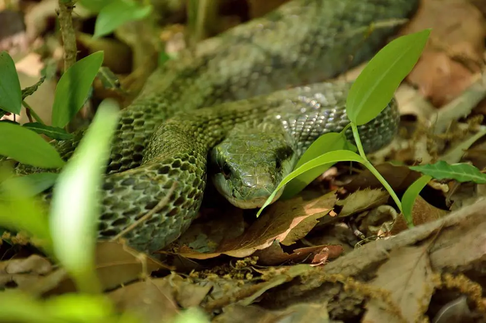 A Japanese rat snake on the forest floor