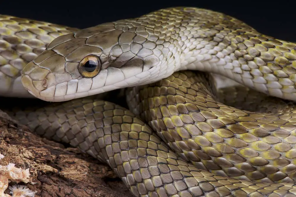 Japanese rat snake portrait shot