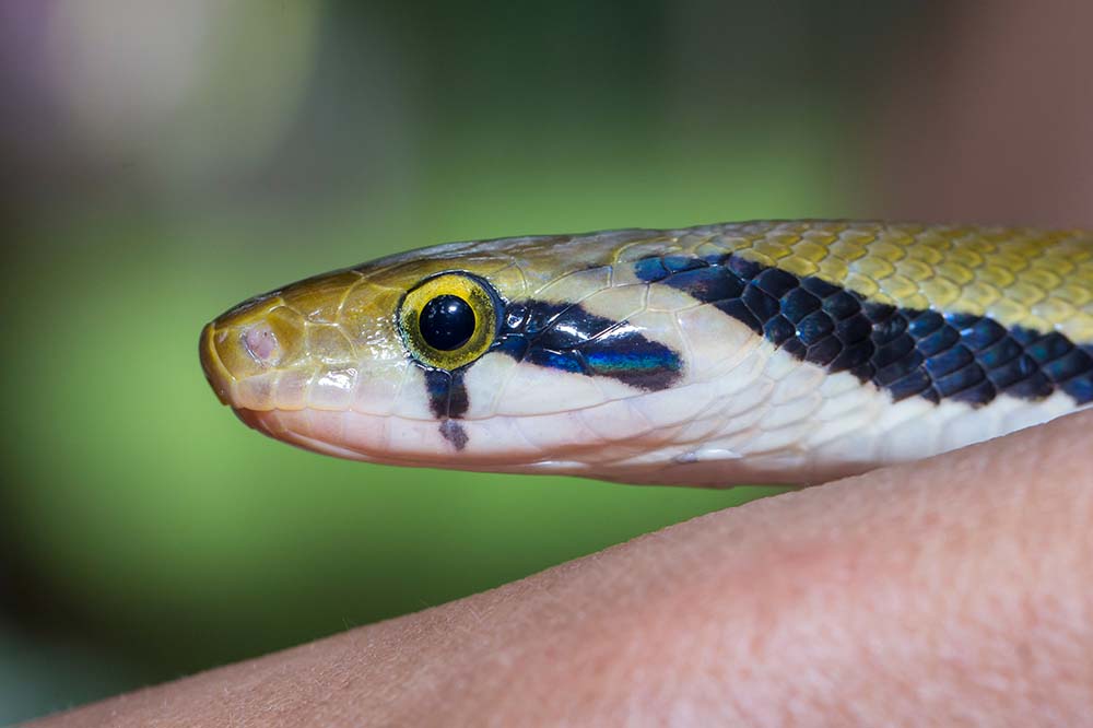 Black copper rat snake