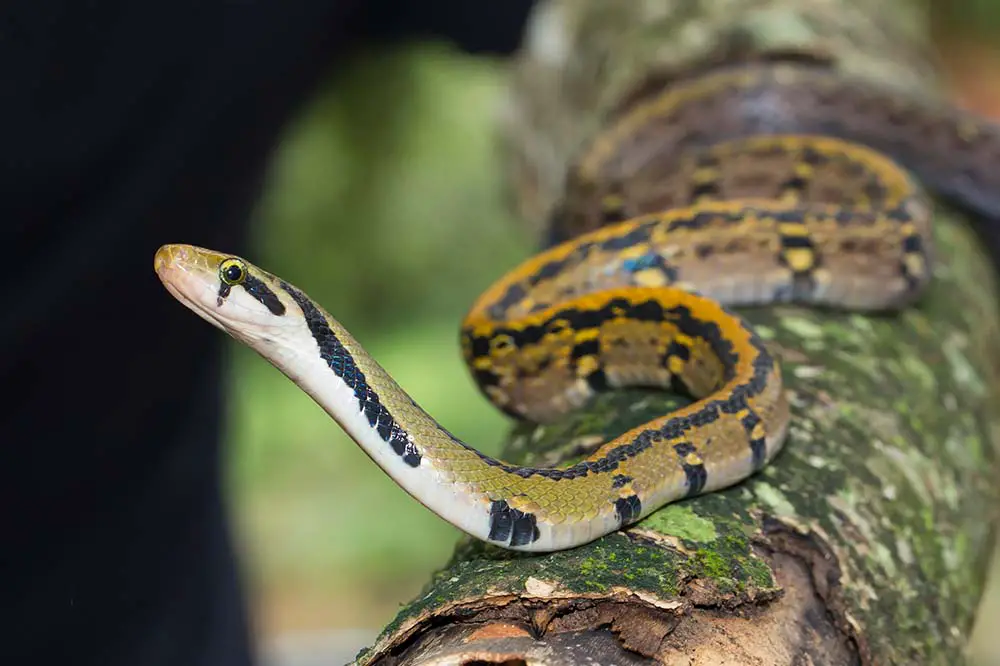 Black copper rat snake aka yellow striped snake