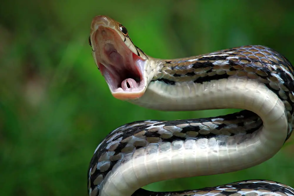 Copper-headed trinket snake ready to attack