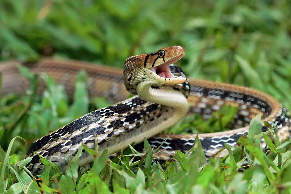 Copper-headed trinket snake ready to attack