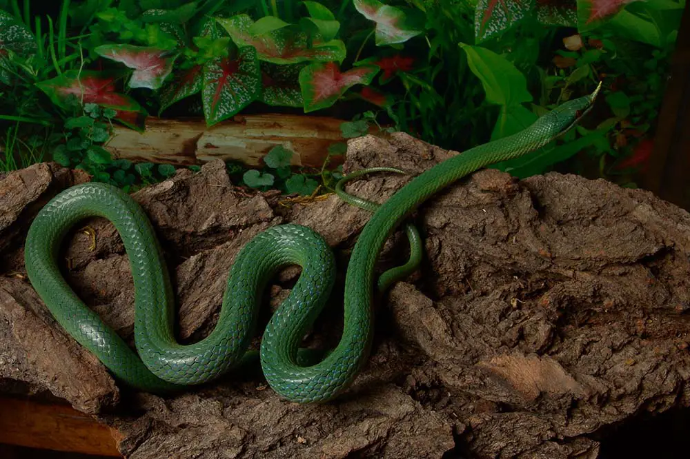 A rhinoceros rat snake