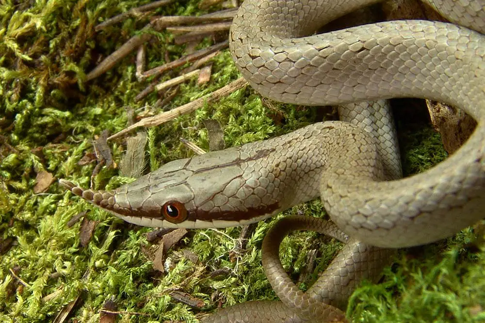 A rhinoceros rat snake coiled on a mossy bed