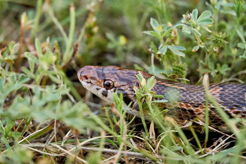 A great plains rat snake in the grass