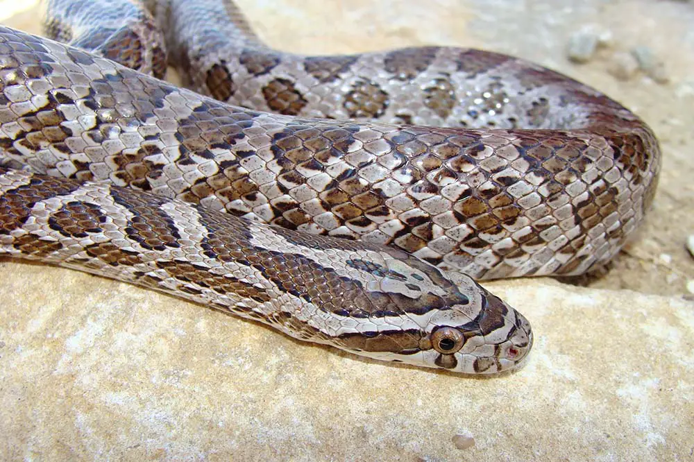 Great plains rat snake