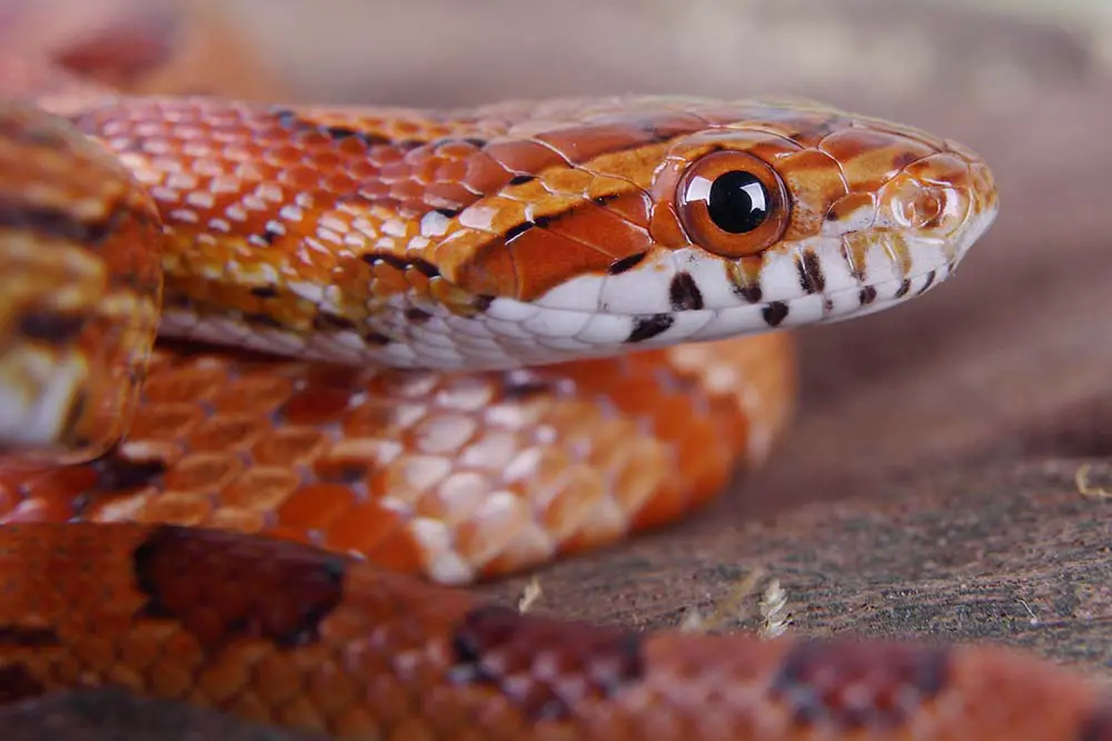 Beautiful corn snake close-up