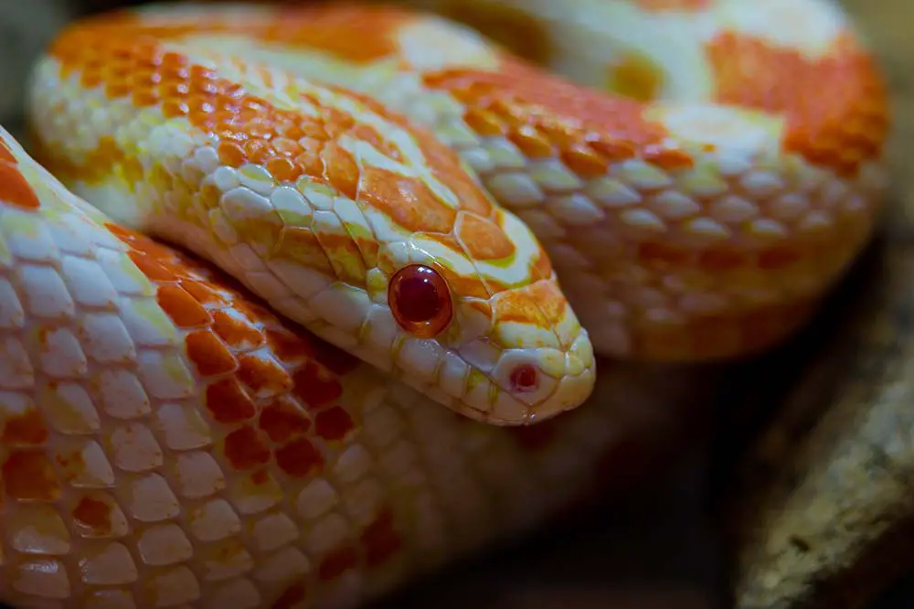 An albino corn snake portrait