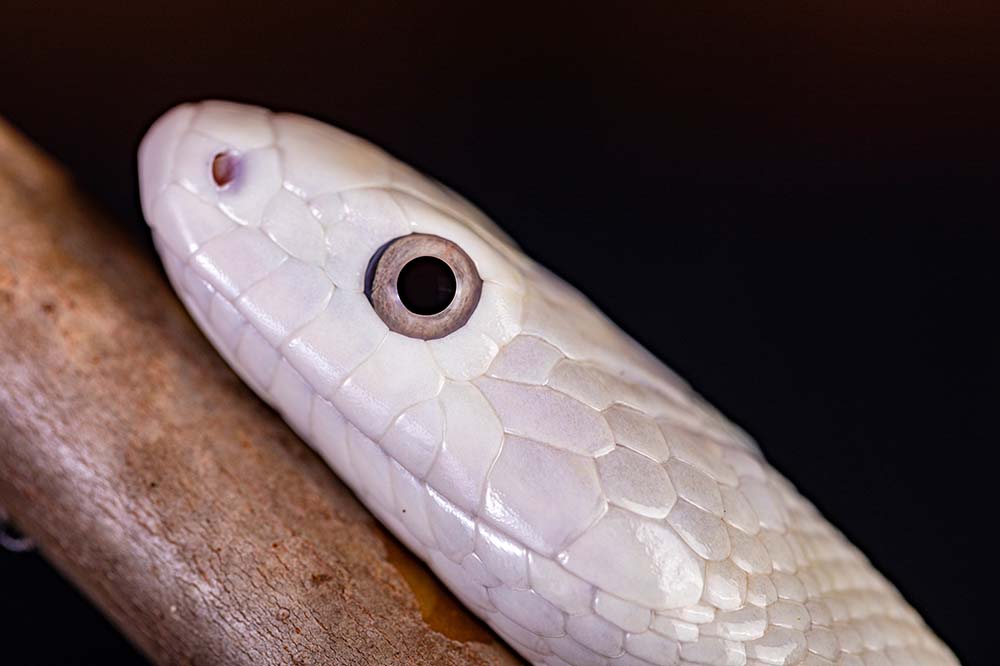 Portrait of a Texas rat snake