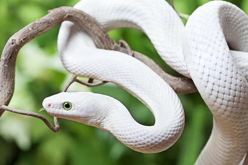 Texas rat snake creeping on a wooden branch