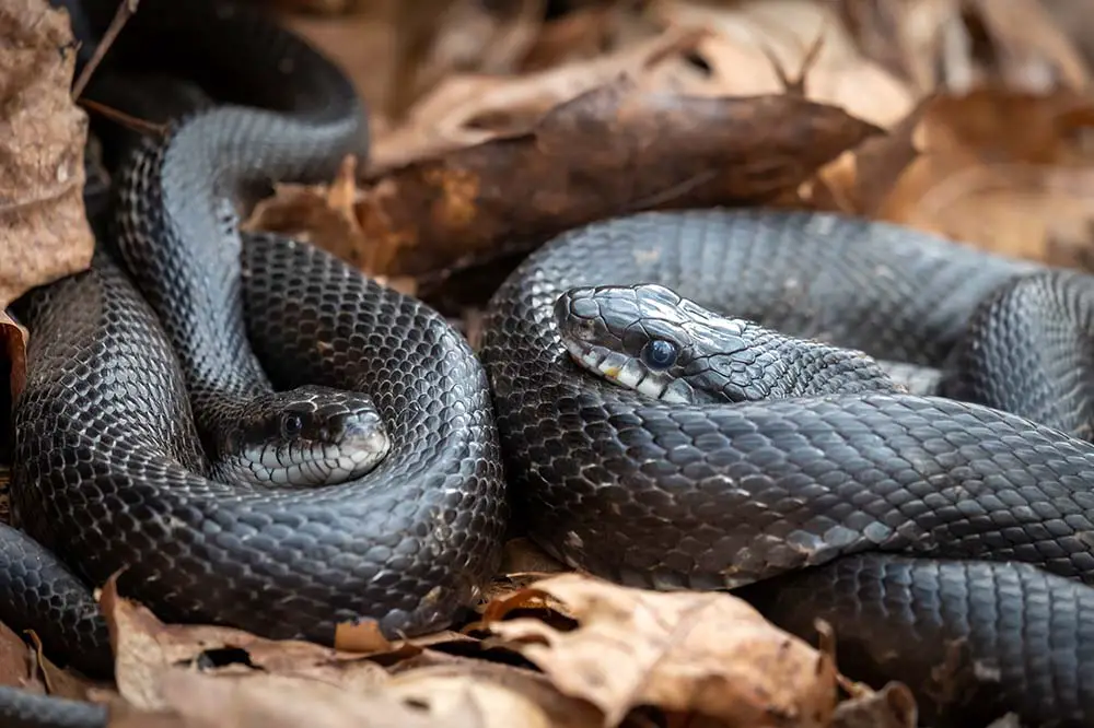 A pair of eastern rat snakes snuggle during the spring season in Raleigh, North Carolina