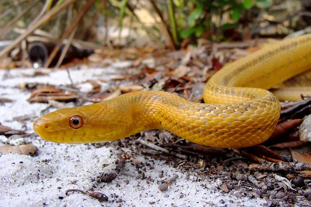 Portrait shot of a yellow rat snake in the southeastern United States