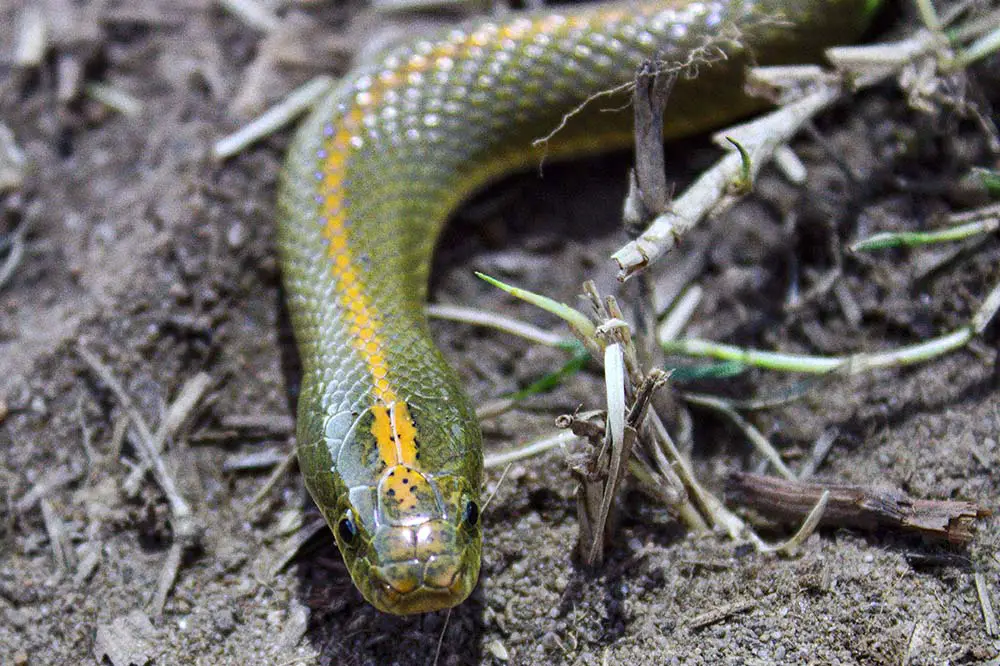 A green aurora house snake photographed in Cape Town, South Africa