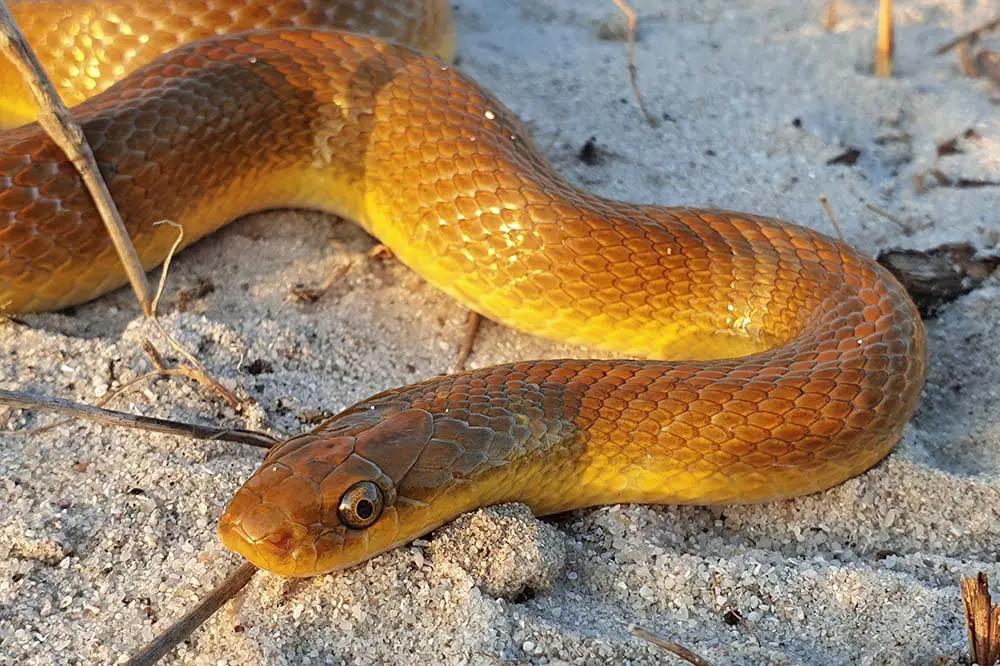 A yellow aurora house snake