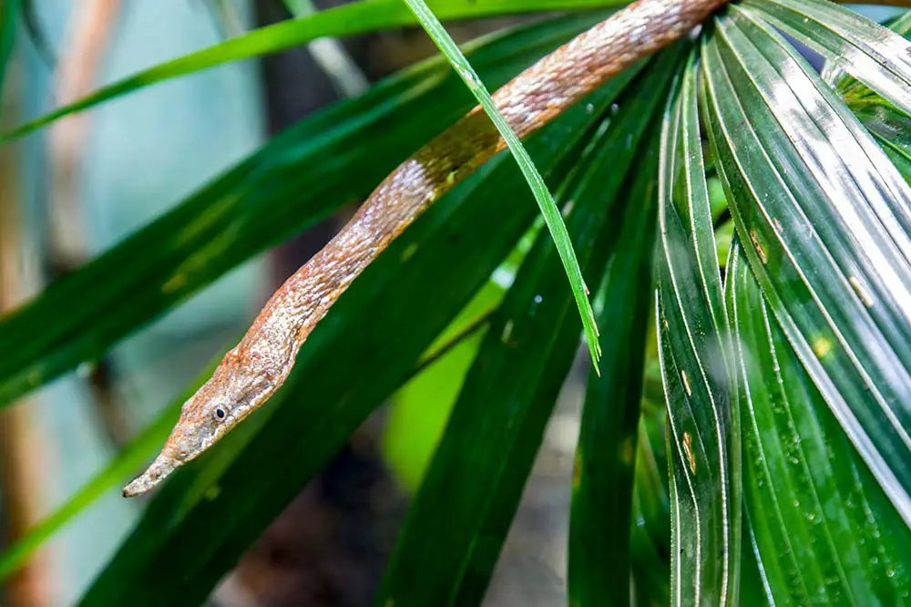 Madagascar leaf-nosed snake