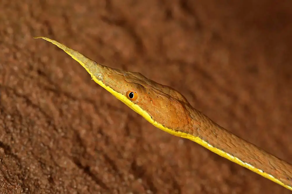 Madagascar or Malagasy leaf-nosed snake