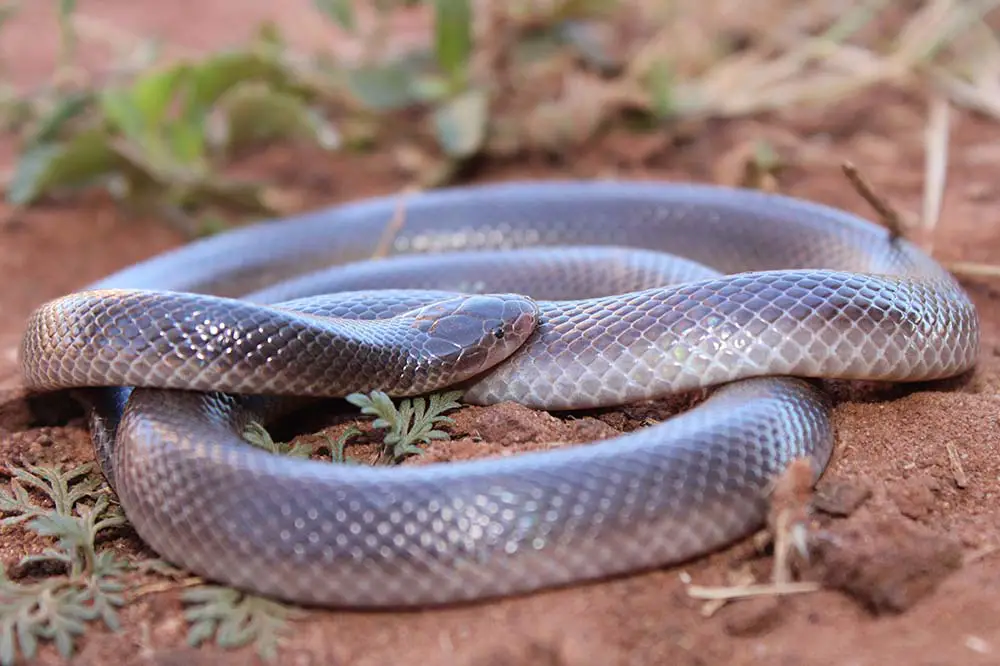 A coiled up stiletto snake