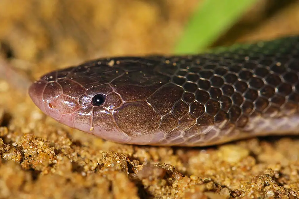 Bibron’s stiletto snake portrait