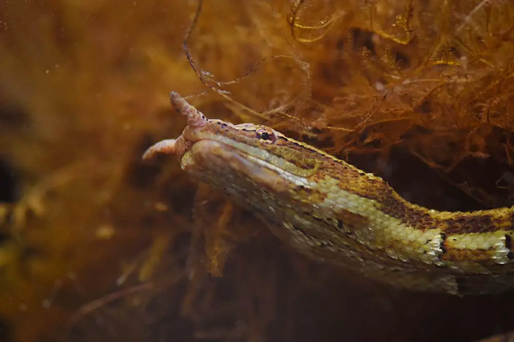 Tentacled water snake under water