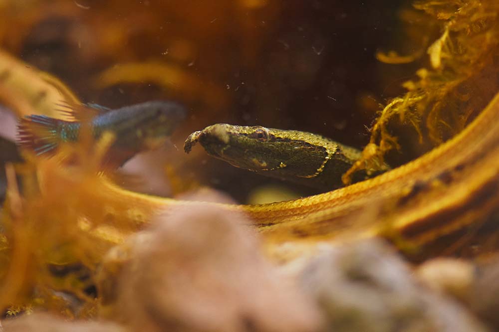 Tentacled water snake with the fishes