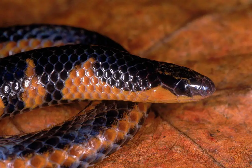 Portrait of a Bombay shield tail from Mahableshwar, Maharashtra, India