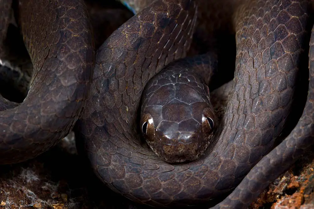 A keeled slug snake closeup