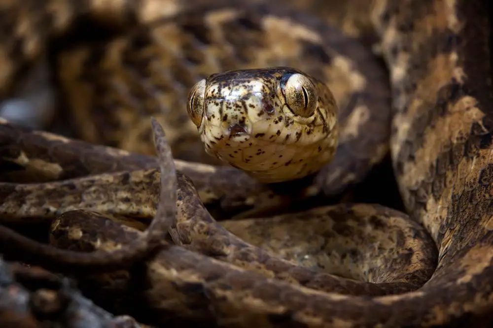 Keeled slug snake portrait