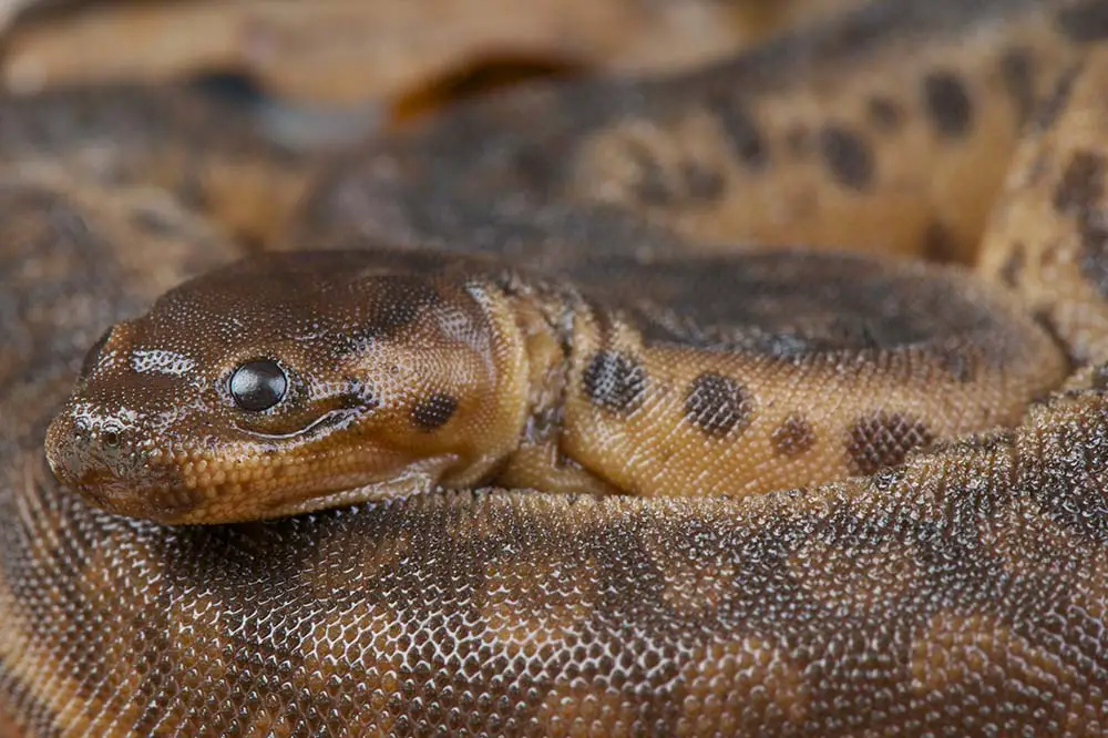 A cute elephant trunk snake