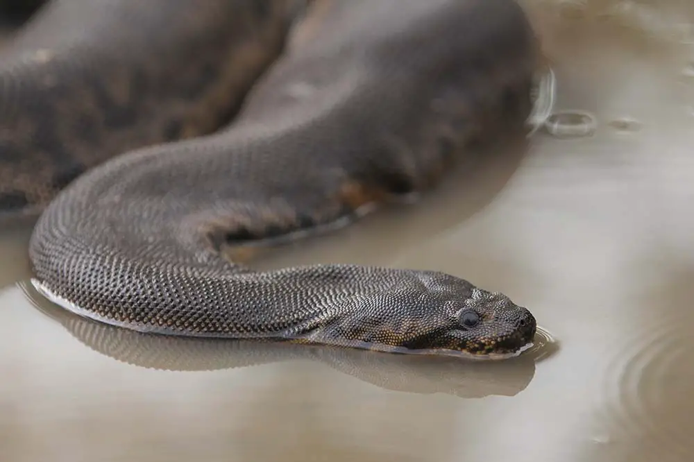 An elephant trunk snake aka the Javan file snake