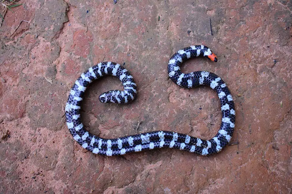A beautiful blue and black red-tailed pipe snake