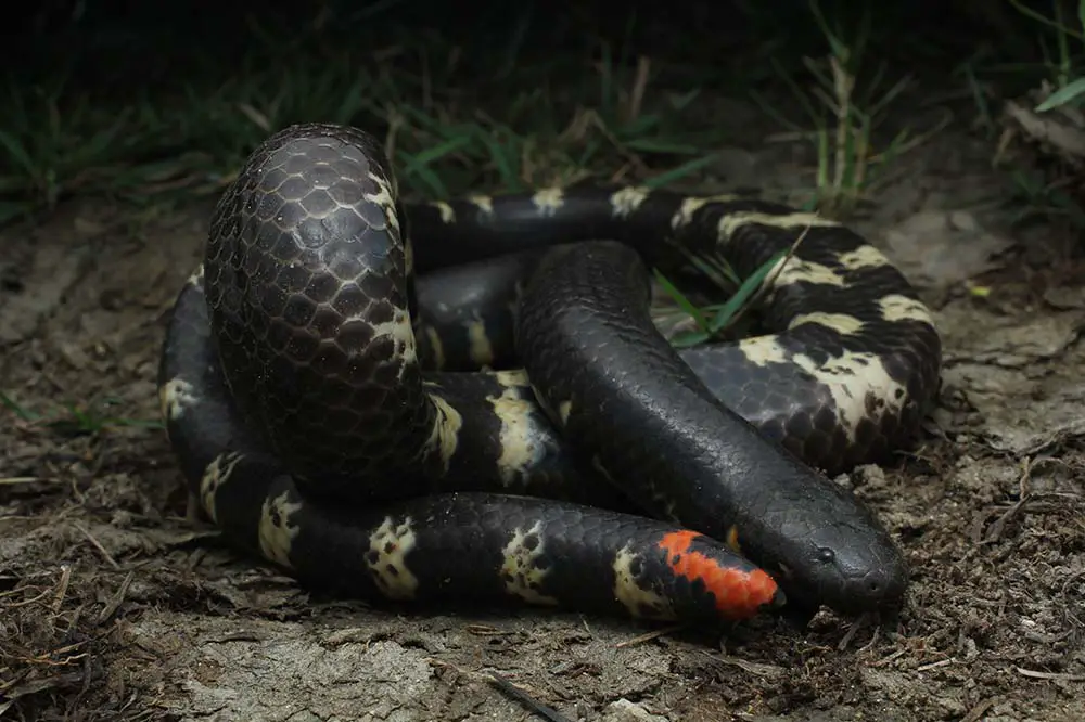 A coiled up red tail pipe snake