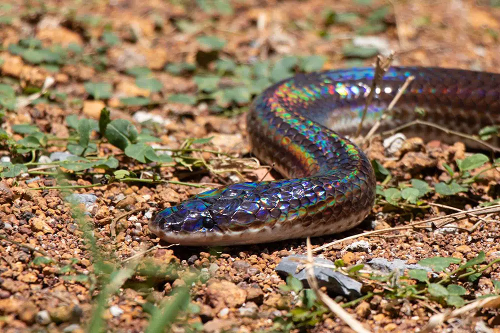 A sunbeam snake with its rainbow sheen