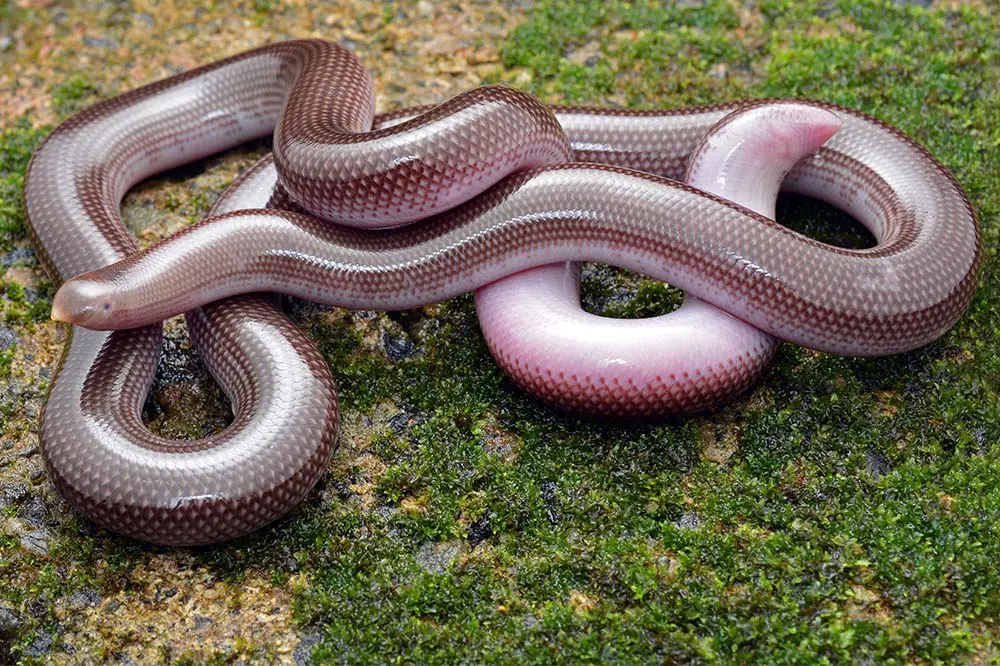 A colourful beaked worm snake
